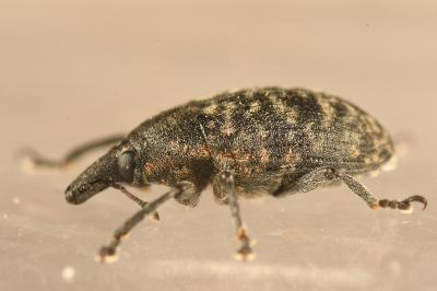 <i>Larinus turbinatus</i>