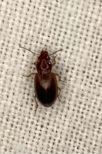 <i>Bradycellus</i>