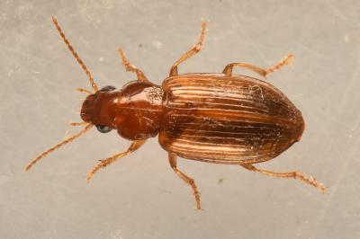 <i>Bradycellus verbasci</i>