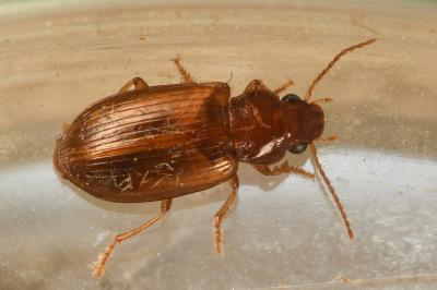 <i>Bradycellus verbasci</i>
