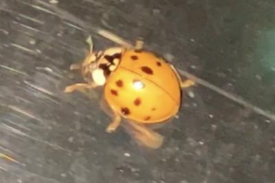 <i>Harmonia axyridis</i>