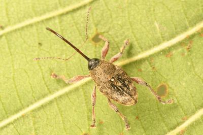 <i>Curculio glandium</i>