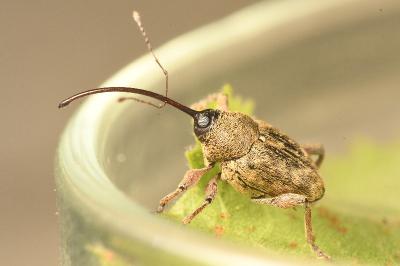 <i>Curculio glandium</i>