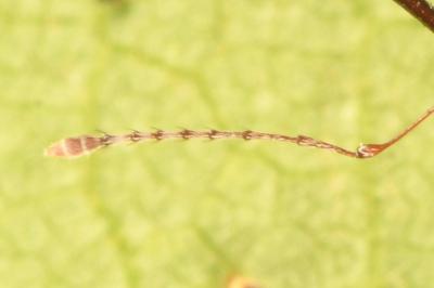 <i>Curculio glandium</i>