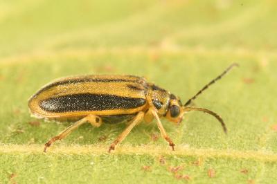 <i>Xanthogaleruca luteola</i>