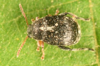 <i>Bruchus luteicornis</i>
