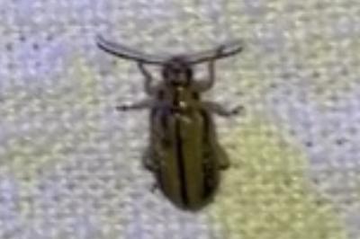 <i>Xanthogaleruca luteola</i>