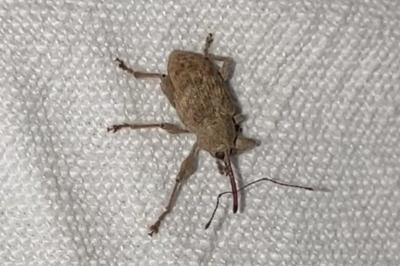 <i>Curculio elephas</i>