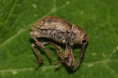 <i>Curculio elephas</i>