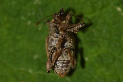 <i>Curculio elephas</i>