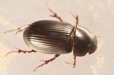 <i>Acrossus rufipes</i>