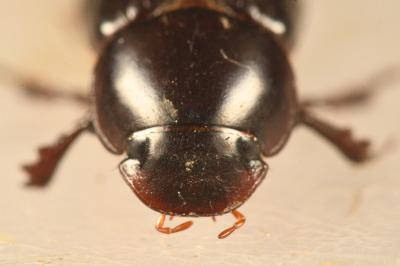 <i>Acrossus rufipes</i>