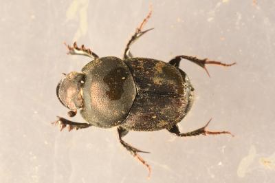 <i>Onthophagus illyricus</i>