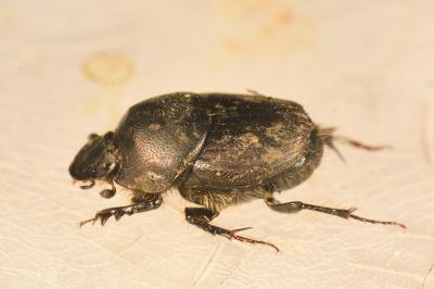 <i>Onthophagus illyricus</i>