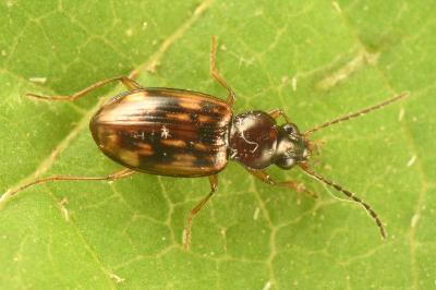 <i>Bembidion fumigatum</i>