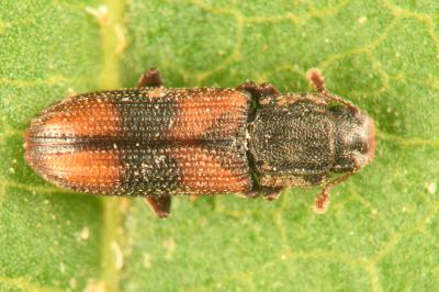 <i>Bitoma crenata</i>