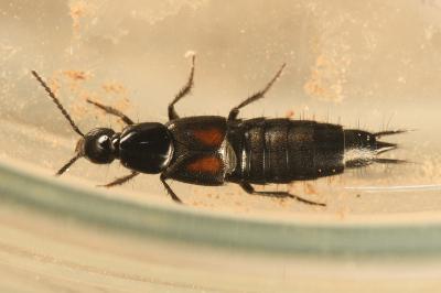 <i>Philonthus cruentatus</i>