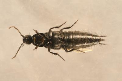 <i>Philonthus cruentatus</i>