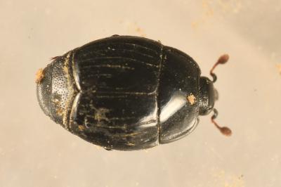 <i>Margarinotus ignobilis</i>