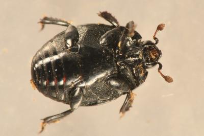<i>Margarinotus ignobilis</i>