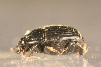 <i>Margarinotus ignobilis</i>