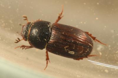 <i>Planolinoides borealis</i>