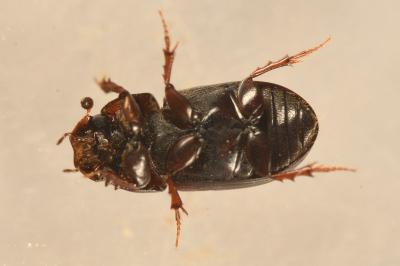 <i>Planolinoides borealis</i>