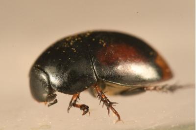 <i>Sphaeridium lunatum</i>