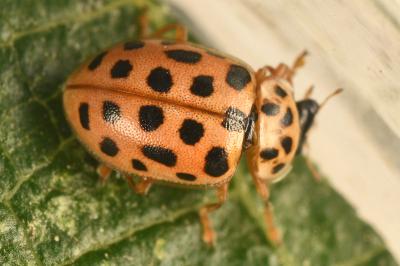 <i>Anisosticta novemdecimpunctata</i>