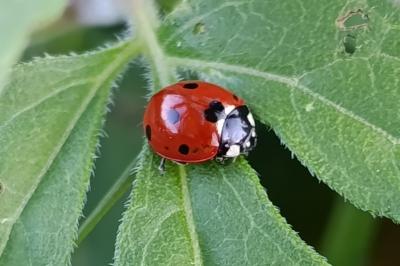 <i>Coccinella septempunctata</i>