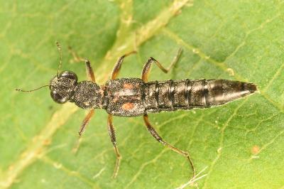<i>Stenus bimaculatus</i>
