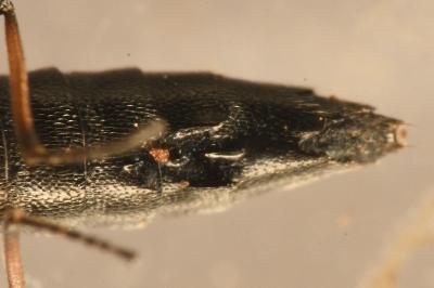 <i>Stenus bimaculatus</i>