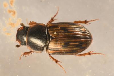 <i>Volinus sticticus</i>