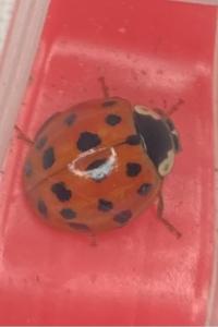 <i>Harmonia axyridis</i>