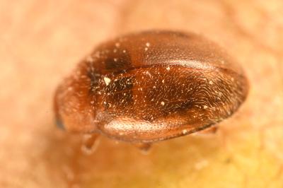 <i>Rhyzobius chrysomeloides</i>