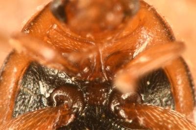 <i>Rhyzobius chrysomeloides</i>