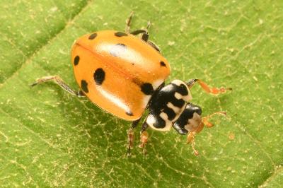 <i>Hippodamia variegata</i>