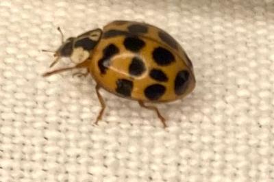 <i>Harmonia axyridis</i>