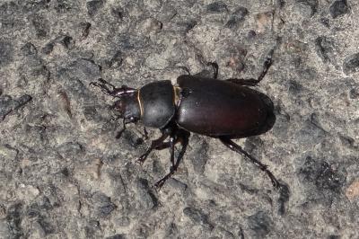 <i>Lucanus cervus</i>
