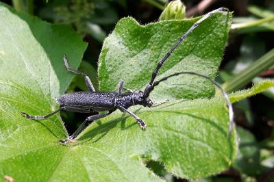 <i>Cerambyx scopolii</i>