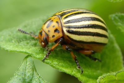 <i>Leptinotarsa decemlineata</i>