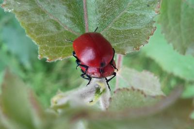 <i>Chrysomela populi</i>