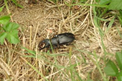 <i>Lucanus cervus</i>