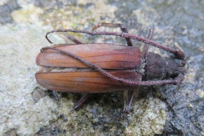 <i>Aegosoma scabricorne</i>