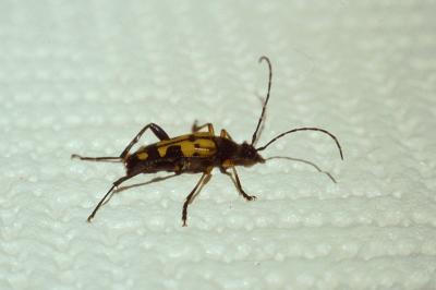 <i>Rutpela maculata</i>