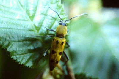 <i>Chlorophorus glabromaculatus</i>