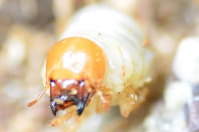 <i>Lucanus cervus</i>