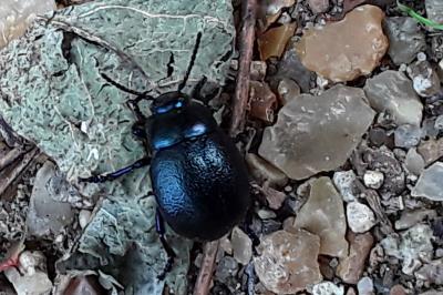 <i>Timarcha tenebricosa</i>