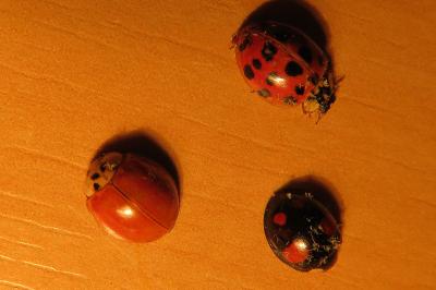 <i>Harmonia axyridis</i>