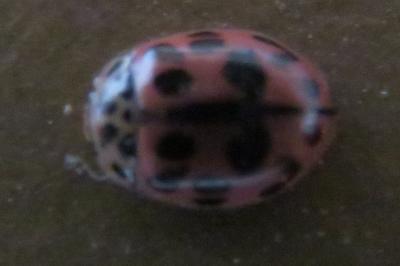 <i>Oenopia conglobata</i>